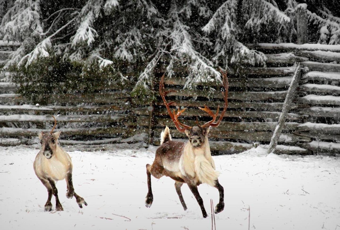 Balder Luxury Lodge Леви Экстерьер фото